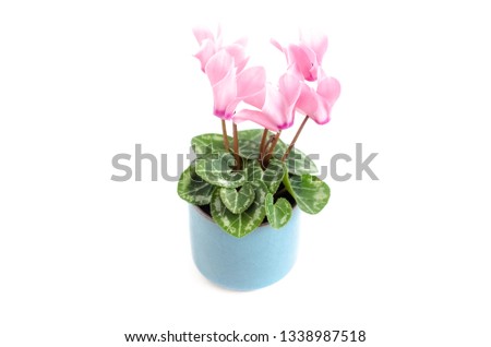 Closeup of pink miniature cyclamen flower potted plant houseplant in blue stoneware pot isolated on white background