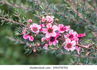 Closeup Of Pink New Zealand Tea Tree Flowers In Bloom With Blurred Background