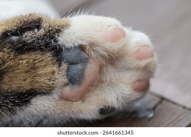 Close-up of pink pads on a fluffy cat paw of a calico cat. Selective focus, blurred background