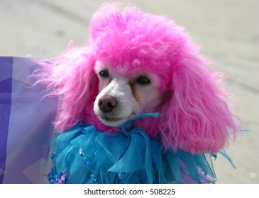 Closeup Pink Poodle Stock Photo 508225 | Shutterstock