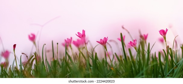 Closeup of pink purple flower under sunlight with green leaf nature background with copy space using as background natural plants landscape, ecology wallpaper cover page concept. - Shutterstock ID 2224420023
