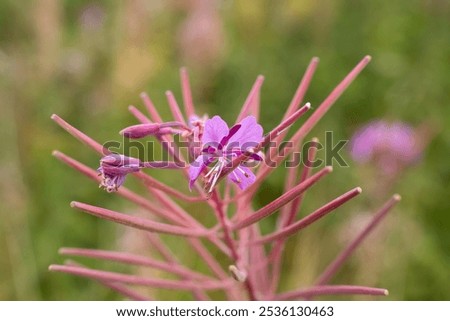 Similar – Image, Stock Photo Bee on willowherb