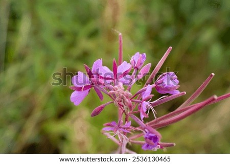Similar – Image, Stock Photo Bee on willowherb