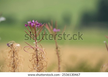 Similar – Image, Stock Photo Bee on willowherb