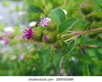 spiky purple flowers