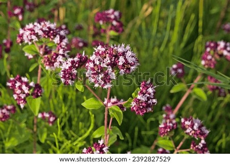 closeup of the pink and purple flowers of wild marjoram, selective focus on a green bokeh background - Origanum vulgare