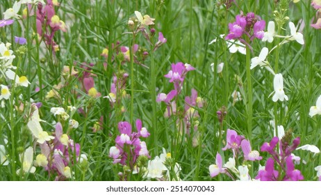 Primer plano pequeñas flores