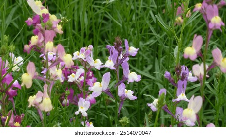 Primer plano pequeñas flores