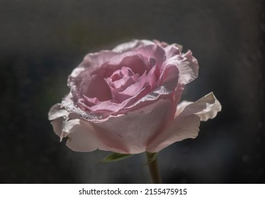 Close-up Of A Pink Rose Cultivar Ecuador