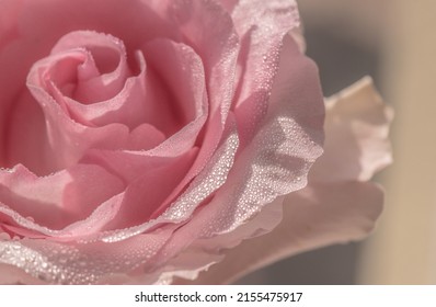 Close-up Of A Pink Rose Cultivar Ecuador