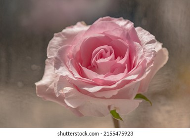 Close-up Of A Pink Rose Cultivar Ecuador