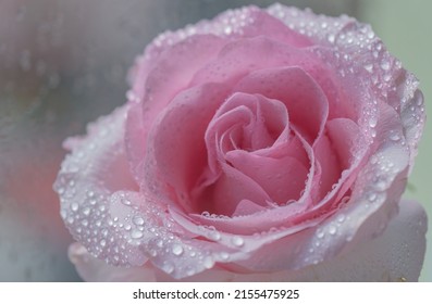 Close-up Of A Pink Rose Cultivar Ecuador