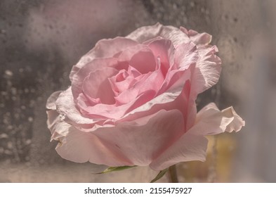 Close-up Of A Pink Rose Cultivar Ecuador