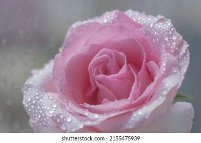 Close-up Of A Pink Rose Cultivar Ecuador