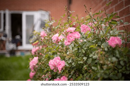 Close-up of pink roses blooming in a garden with a blurred background of a house and open door. - Powered by Shutterstock