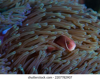 Close-up of pink skunk nemo clownfish nestled in its anemone habitat - Shutterstock ID 2207782907