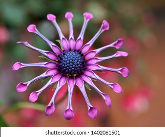 Closeup of  pink spider osteospermum flower on an awesome multicolred bokeh background