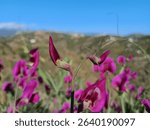 A close-up of pink sweet pea flowers with Spanish mountains in the background