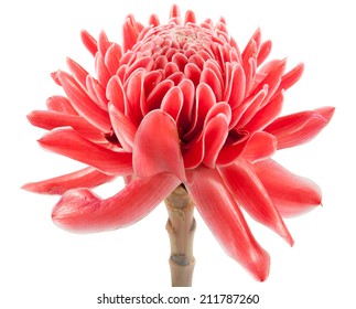 Torch Ginger С†РІРµС‚РѕРє