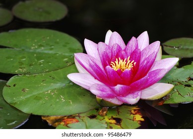 Closeup of a pink water lily
