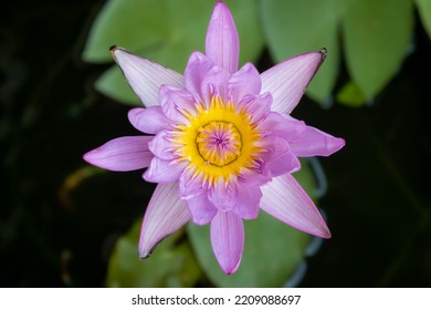 Close-up Of Pink Waterlily Flower 