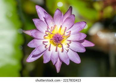 Close-up Of Pink Waterlily Flower