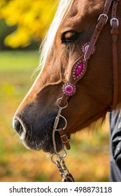 A  Close-up Of A Pink Western Bridle With Fall Colours In The Background.