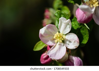 Nahaufnahme einer rosafarbenen Apfelblüte mit Pollen auf einem Apfelbaum im Frühling