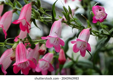 Closeup Of Pink And White Beard Tongue Flowers