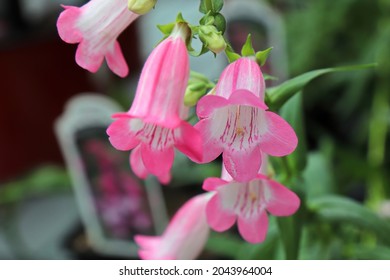 Closeup Of Pink And White Beard Tongue Flowers