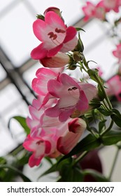 Closeup Of Pink And White Beard Tongue Flowers