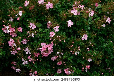 Closeup of the pink white blooms and yellow stamen of the compact garden rose floribunda shrub rosa sweet haze. - Powered by Shutterstock