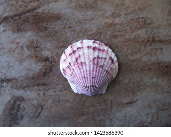 Closeup Of A Pink And White Calico Scallop Shell