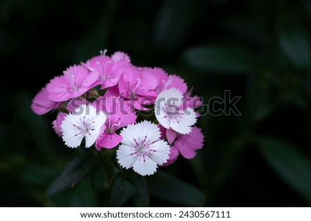Close-up of pink and white Sweet William, dianthus flowers bouquet blooming in the garden on a dark background and vignetted.