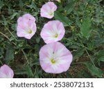 Close-up of pink and white wild morning glory bell flowers against a background of green grass in a sedge meadow