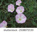 Close-up of pink and white wild morning glory bell flowers against a background of green grass in a sedge meadow