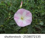 Close-up of pink and white wild morning glory bell flowers against a background of green grass in a sedge meadow