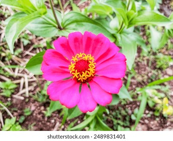 Close-up of a pink zinnia flower with a dark foliage background, making the flower stand out. Close-up of the pink flower looking elegant and beautiful. Background of elegant pink zinnia flower.  - Powered by Shutterstock