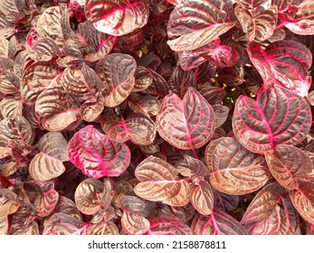 A closeup of pinkish leaves of a Herbst's bloodleaf plant