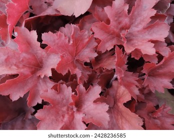 Close-up of pink-red foliage of Alum Root Heuchera 'Cherry Cola' - Powered by Shutterstock