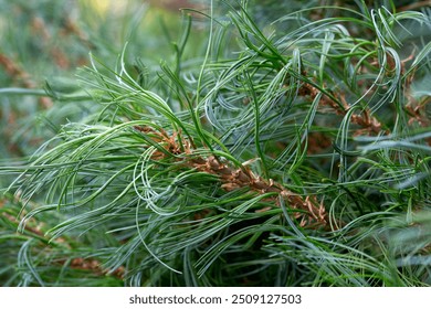 Closeup of Pinus strobus 'Tiny Kurls' tree in a garden in summer