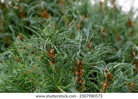 Closeup of Pinus strobus 'Tiny Kurls' tree in a garden in summer