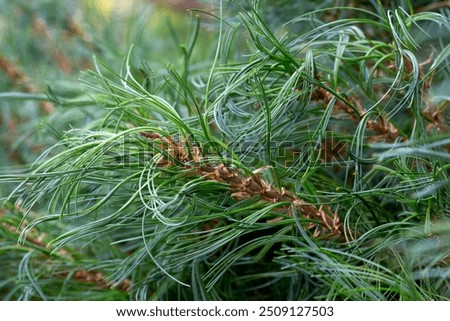 Closeup of Pinus strobus 'Tiny Kurls' tree in a garden in summer