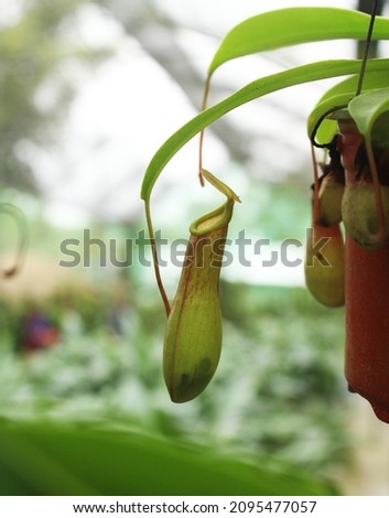 Closeup of Pitcher plants. These plants eat meat food (insect or spider). Pitcher plant or Carnivorous plants get energy or nitrogen from the insects they eat. 