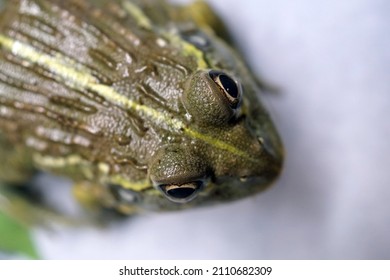       Closeup Of Pixie Frog At Reptile Show
                         