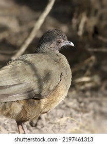 Closeup Of A Plain Chachalaca (ortalis Vetula)