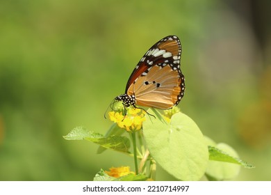 Closeup Of Plain Tiger Butterfly.