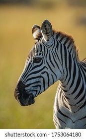 Close-up Of Plains Zebra Head And Neck