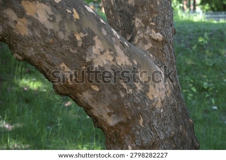 Close-up of a plane tree trunk with peeling camouflage bark in a park during spring