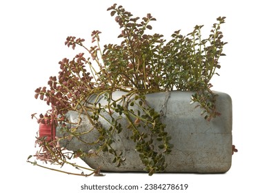 close-up of plant growing in plastic can, popular and cost-effective way to grow ornamental or flowering plants, up-cycle or recycled plastic containers or pots, isolated on white background - Powered by Shutterstock